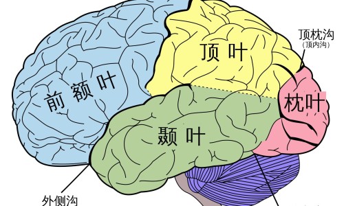 肾结石病人能吃丑橘网-分享肾结石病人能吃黄豆吗，肾结石病人能吃黄豆吗知识库
